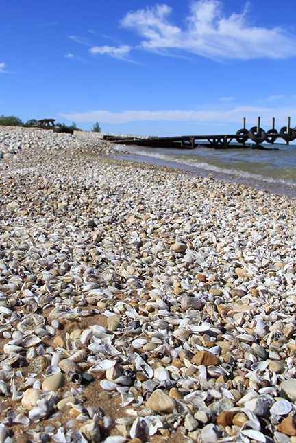 Zebra Mussel shells fill the shore - Cross Village, Michigan