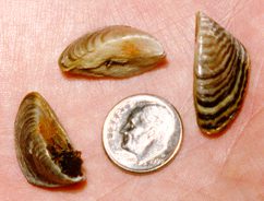 Zebra Mussel shell compared to a dime