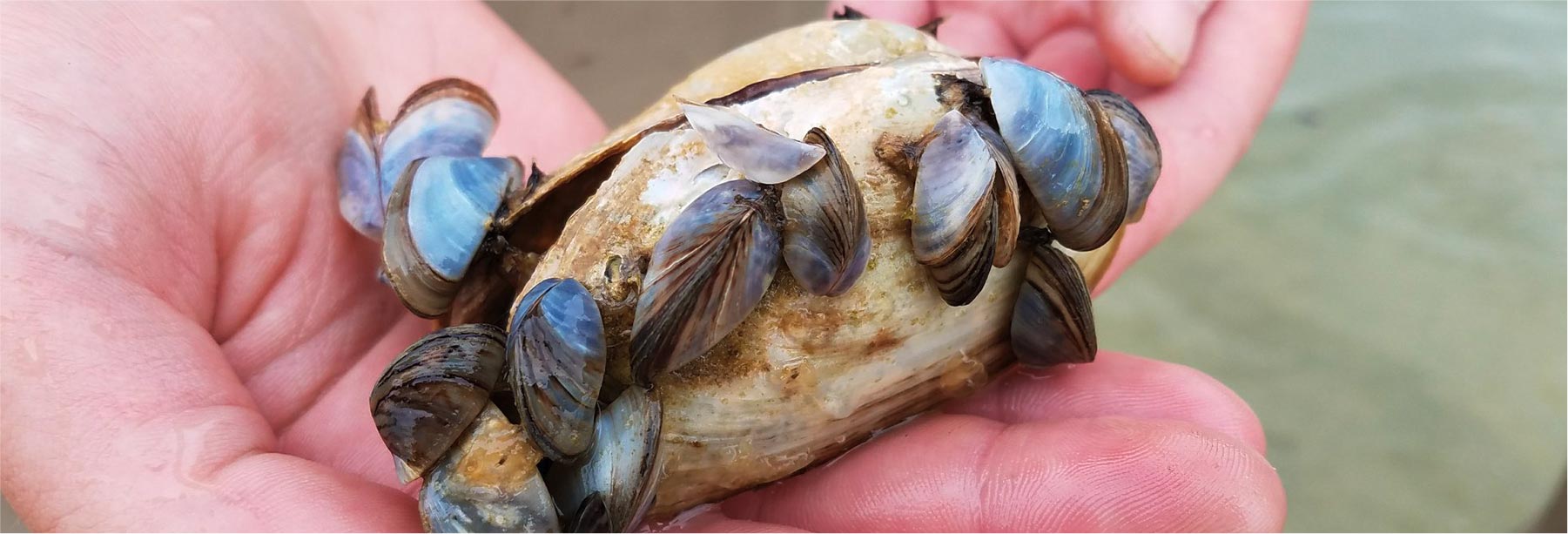 Spreading - Zebra Mussels