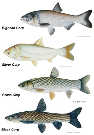 Invasive Carp - Tip of the Mitt Watershed Council