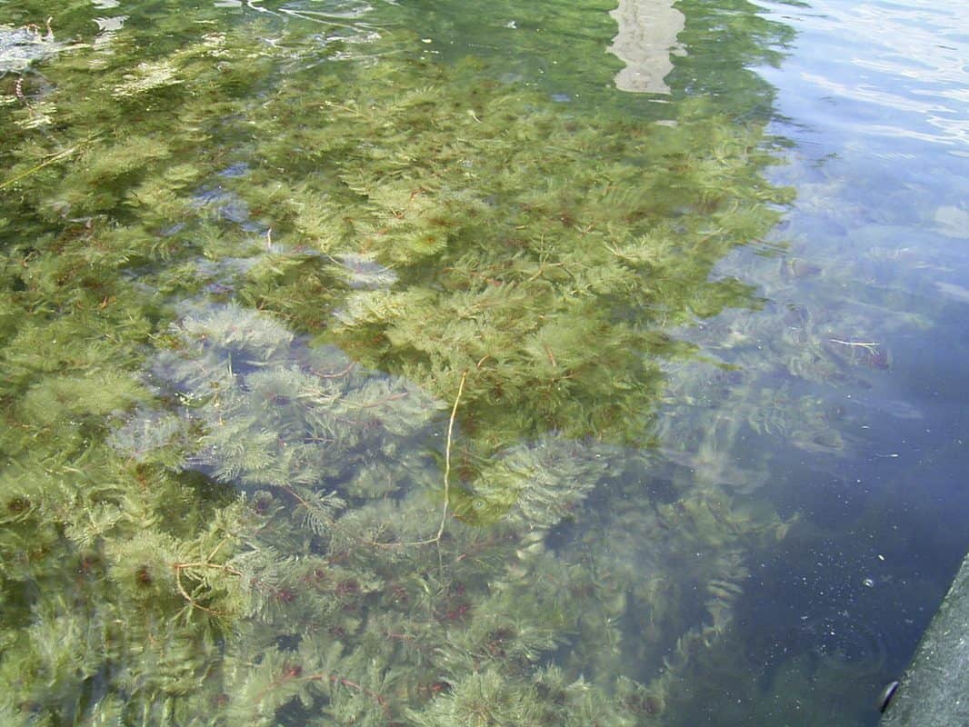 eurasian milfoil invasive species