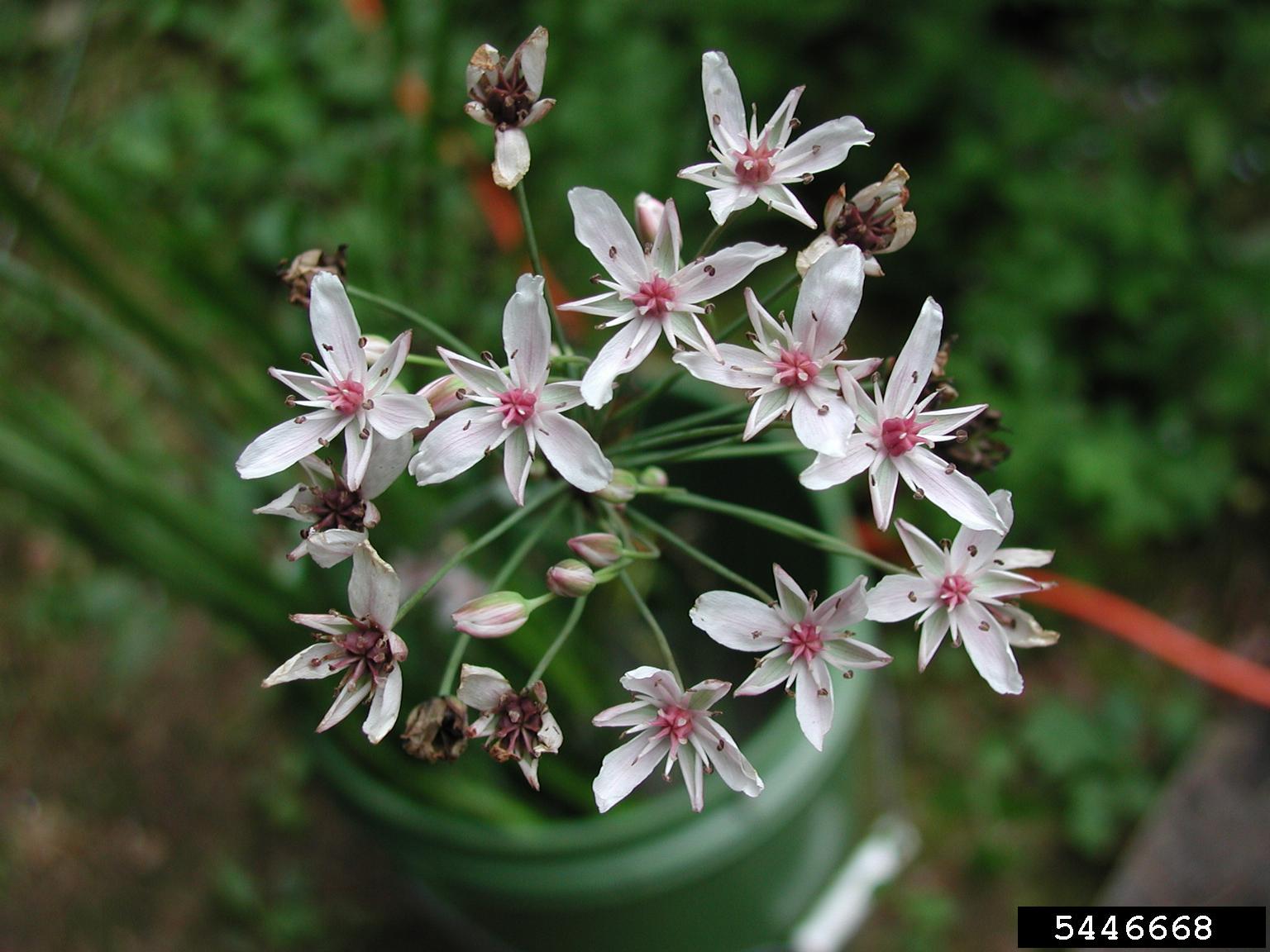 flowering-rush-tip-of-the-mitt-watershed-council