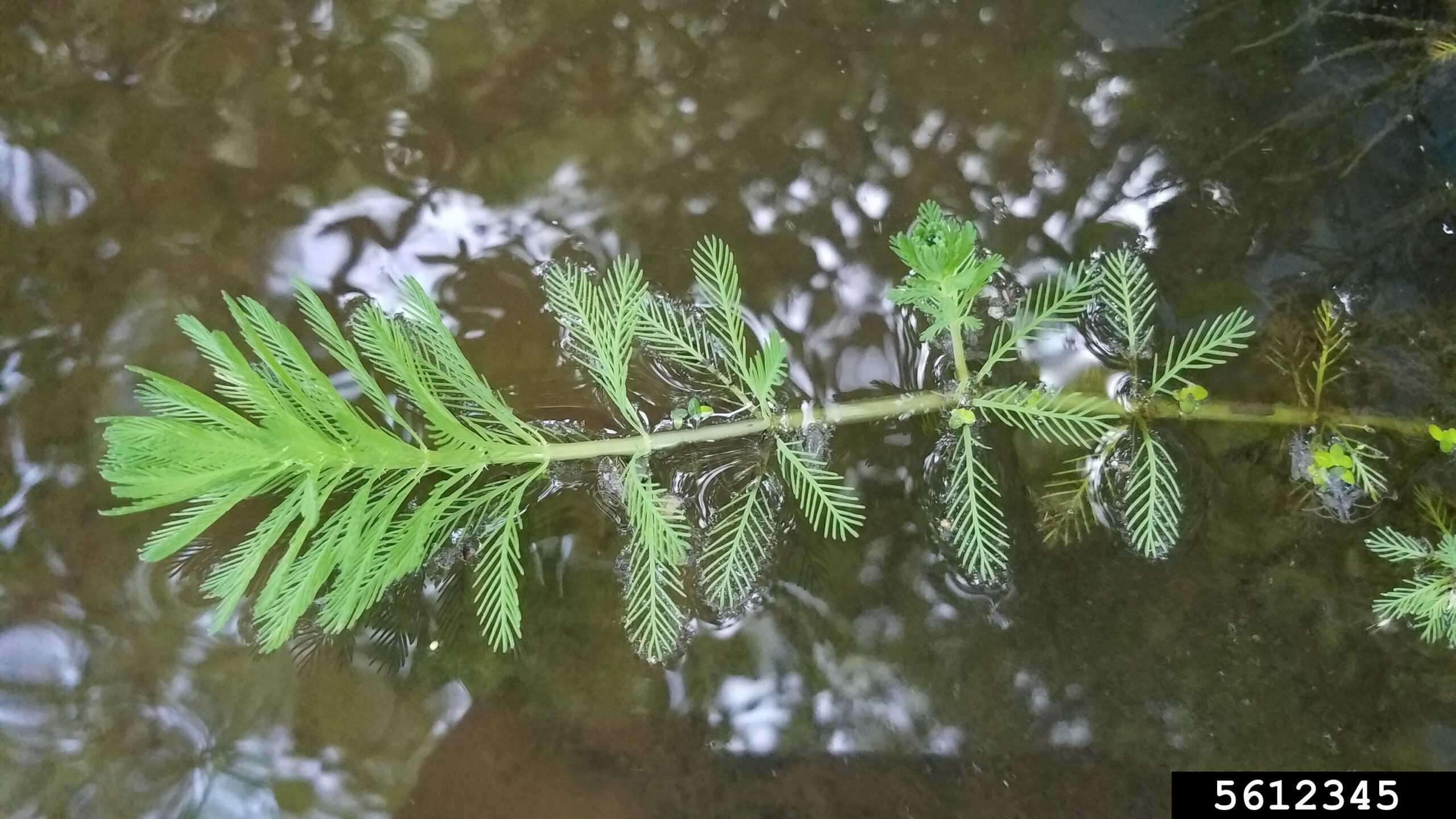 Parrot Feather - Tip of the Mitt Watershed Council