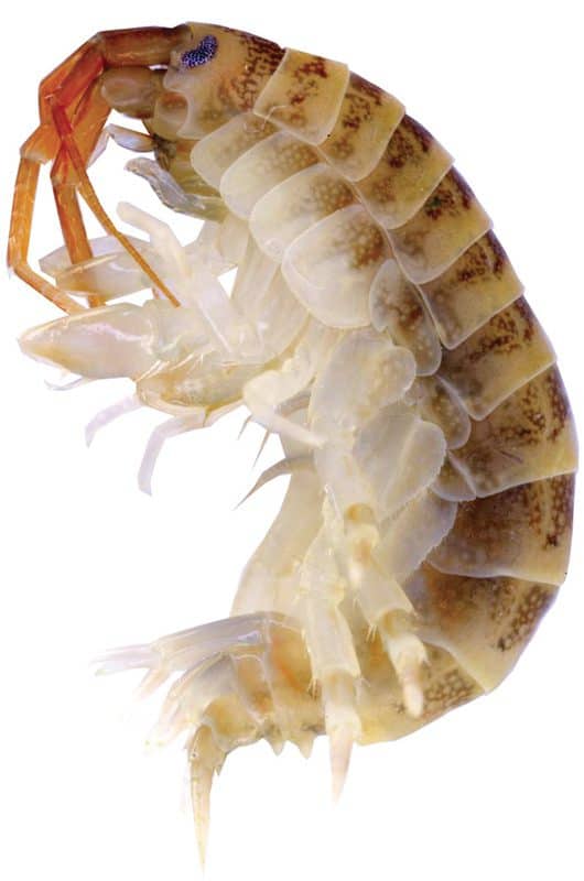 Killer Shrimp - Tip of the Mitt Watershed Council