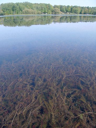 eurasian milfoil invasive species