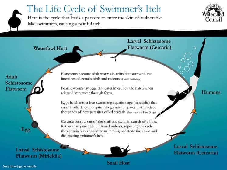 Life Cycle of Swimmers Itch