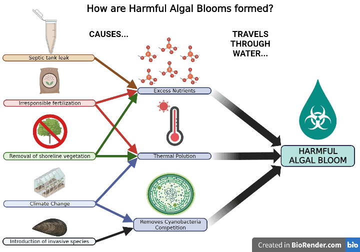 Watch for Harmful Algal Blooms in MI Recreational Waters