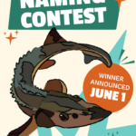 Sturgeon Naming Contest