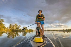 senior male paddling stand up paddleboard with his pitbull dog on lake in Colorado, summer scenery