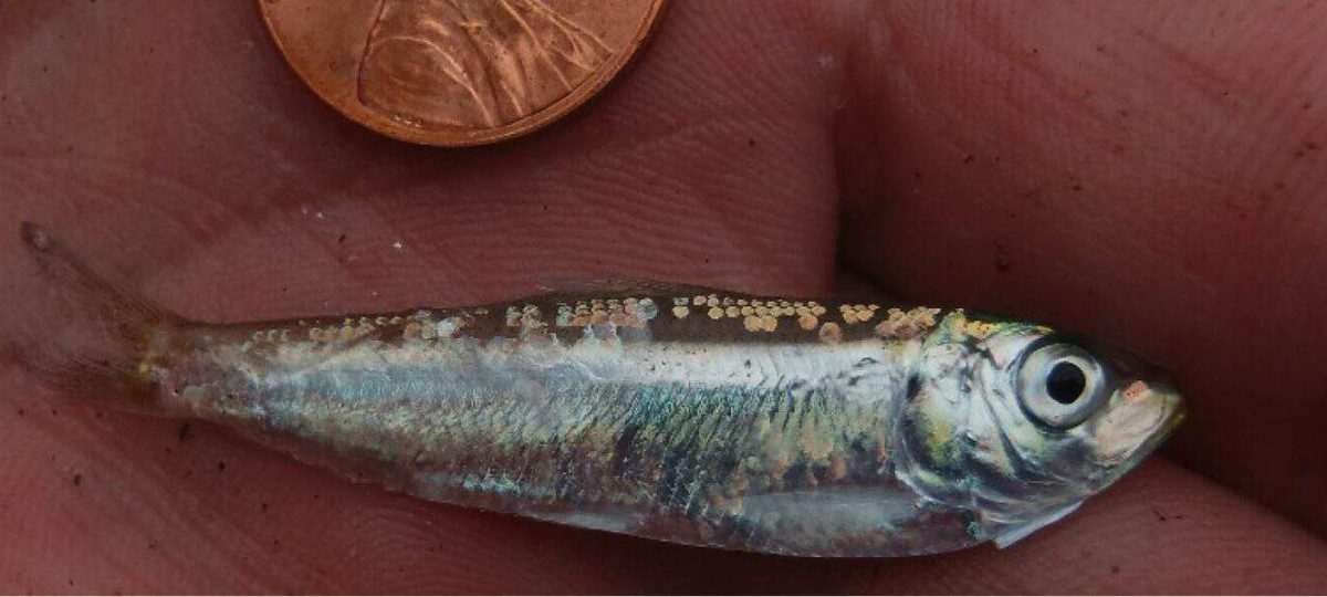 Invasive Alewife next to a penny