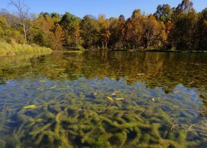 milfoil