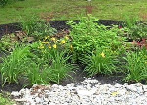 rain garden